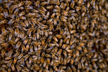 Bees swarming on honeycomb
