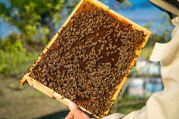 Beekeeper holds honeycomb of beehive in his hands