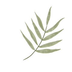 long leaves watercolor style