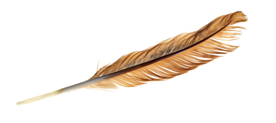 feather on white background