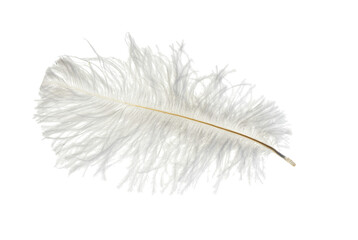 feather isolated on white background