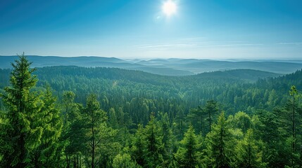 Summer Sky Over a Forest Landscape - Travel and Outdoor Exploration - Panoramic View with Tree Tops and Clear Blue Sky 