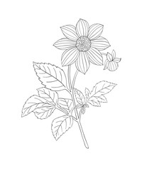 Coloring page for adults. Line art coloring activity. Beautiful hand-drawn flower.  Mindful coloring for stress relief. Vector illustration - 767012616