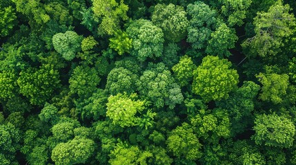 Aerial View of Green Forest Canopy - Nature's Carbon Capture - Drone Shot with Lush Trees and Sky Background 
