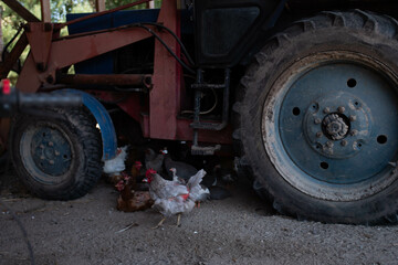 Fototapeta na wymiar A group of chickens sitting under a large tractor