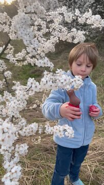 Beautiful blond child, boy, holding twig, braided whip made from pussy willow, traditional symbol of Czech Easter used for whipping girls and basket with eggs