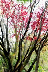 紅葉と木々