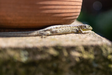 Eidechse, Mauereidechse