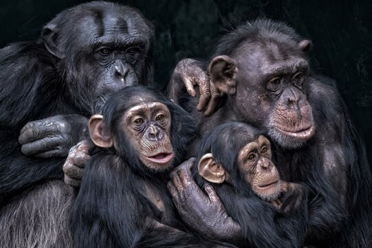 Close-up of chimpanzees seated together