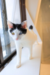 cat