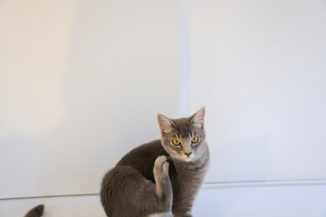 cat on the window sill