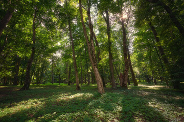 Green park with high trees in Belarus