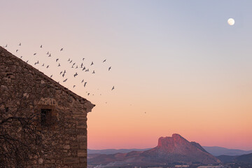 Pigeons flying on a rural scene in the interior of Andalusia