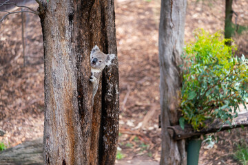 Wildlife in National Park and Zoo in Australia