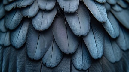   A close-up view of a bird's feathers reveals dark blue hues on the back of its wings - obrazy, fototapety, plakaty