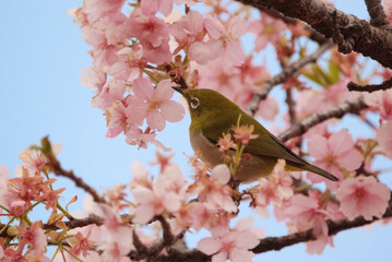 河津桜にメジロ