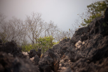 Selective focus dry tree branch The foreground is a rock cliff. White backdrop of dense fog on the mountaintop