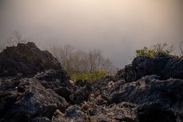 Selective focus dry tree branch The foreground is a rock cliff. White backdrop of dense fog on the mountaintop