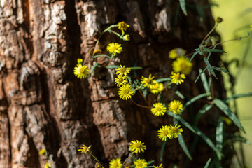 selective focus on small yellow flowers next to the tree, beautiful textured tree background