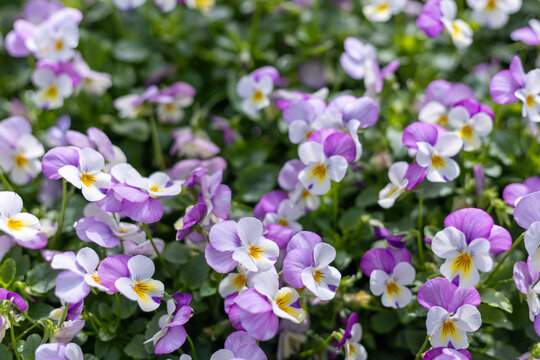 Many purple pansy flowers in the flower garden Purple flowers, green stems, and leaves