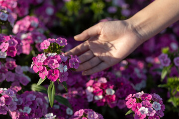 selective focus Dianthus Jolt Pink Magic flowers in a flower bed A beautiful flower garden helps a woman look more beautiful bright, and gentle