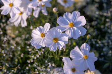 selective focus Marigold White Gold Max, bright white flowers, wedding flowers A background image of white flowers that look pure