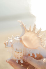 sea shell
