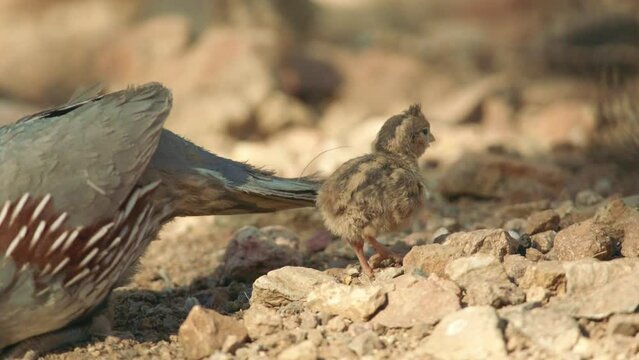quail with chicks in the Sonoran desert, Arizona, USA