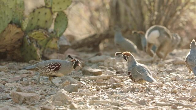 two quail roosters fight against each other in the Sonoran desert, Arizona, USA