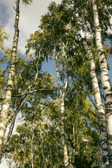 Fototapeta premium trees in the woods