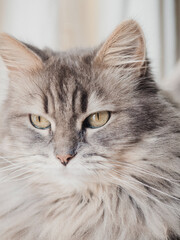 Adorable cat looking at camera