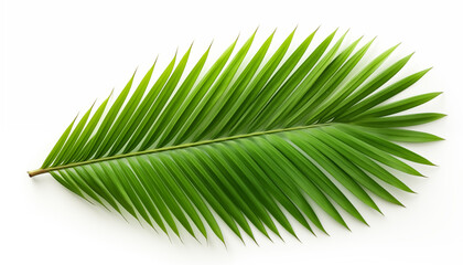 Tropical coconut leaf isolated on white background
