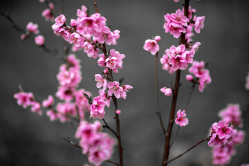 Pfirsichblüte in schönem Pink im Frühling als Color Key