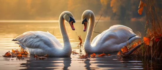 Poster Two graceful swans gracefully swim in the lake, intertwining their necks to form a heart shape. The natural landscape creates a serene backdrop for the elegant birds © AkuAku