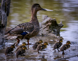 Beautiful ducks