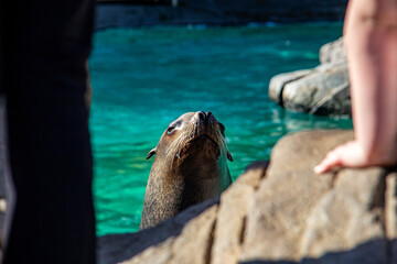Sea lions seals eating from the hand of their keepers who are feeding them during the show in their...
