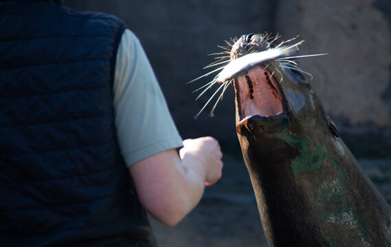 Sea lions seals eating from the hand of their keepers who are feeding them during the show in their facilities at the Barcelona Zoo.

