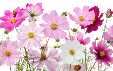 Galactic Floral Designs isolated on transparent Background