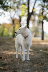 Fototapeta premium husky