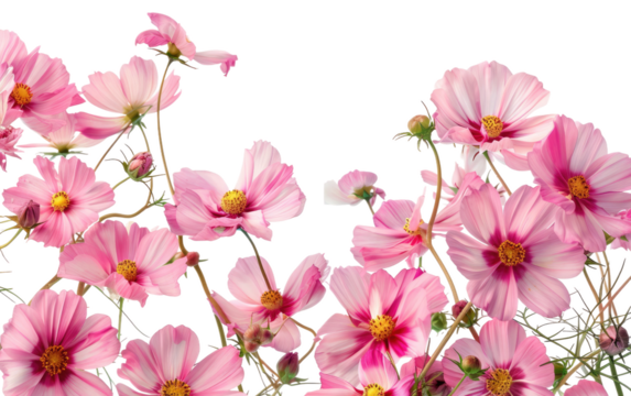 Cosmic Flower Assemblage isolated on transparent Background