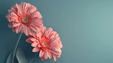 Foto op Canvas Two pink gerbera flowers on a green stem with leaves on a blue background. The flowers are in focus and the background is blurred. © Design