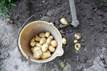 Freshly harvested organic potatoes close up.  Growing organic vegetables, agriculture.
