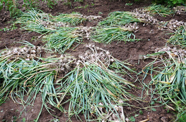 Fresh garlic bulbs with stalks, placed on the levels to dry