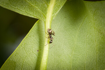Nahaufnahme einer Ameise krabbelt an einem Blütenstengel an dem Blatt einer Pflanze im Garten, Deutschland © stgrafix