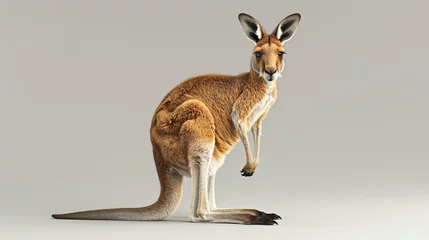 Poster A kangaroo is standing on a white background. The kangaroo is looking at the camera. It has brown fur and a long tail. © Design