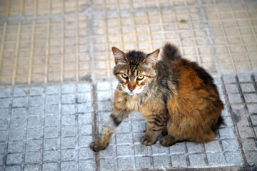 cat on the street