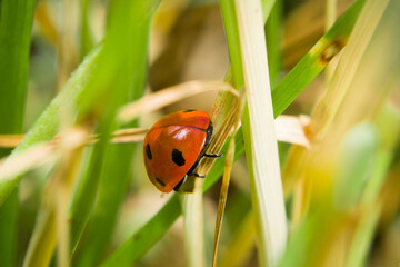 Marienkäfer sitzt auf einem Grashalm auf einer Blumen Wiese im Sommer, Deutschland