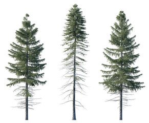 Picea Abies frontal set Pine-tree Scotch fir big tall tree isolated png on a transparent background...