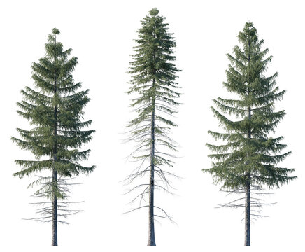 Picea Abies frontal set Pine-tree Scotch fir big tall tree isolated png on a transparent background premium cutout Pine