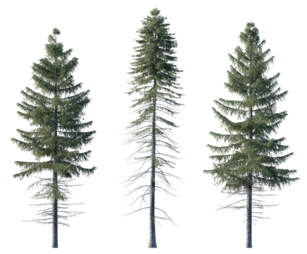Picea Abies frontal set Pine-tree Scotch fir big tall tree isolated png on a transparent background premium cutout Pine
